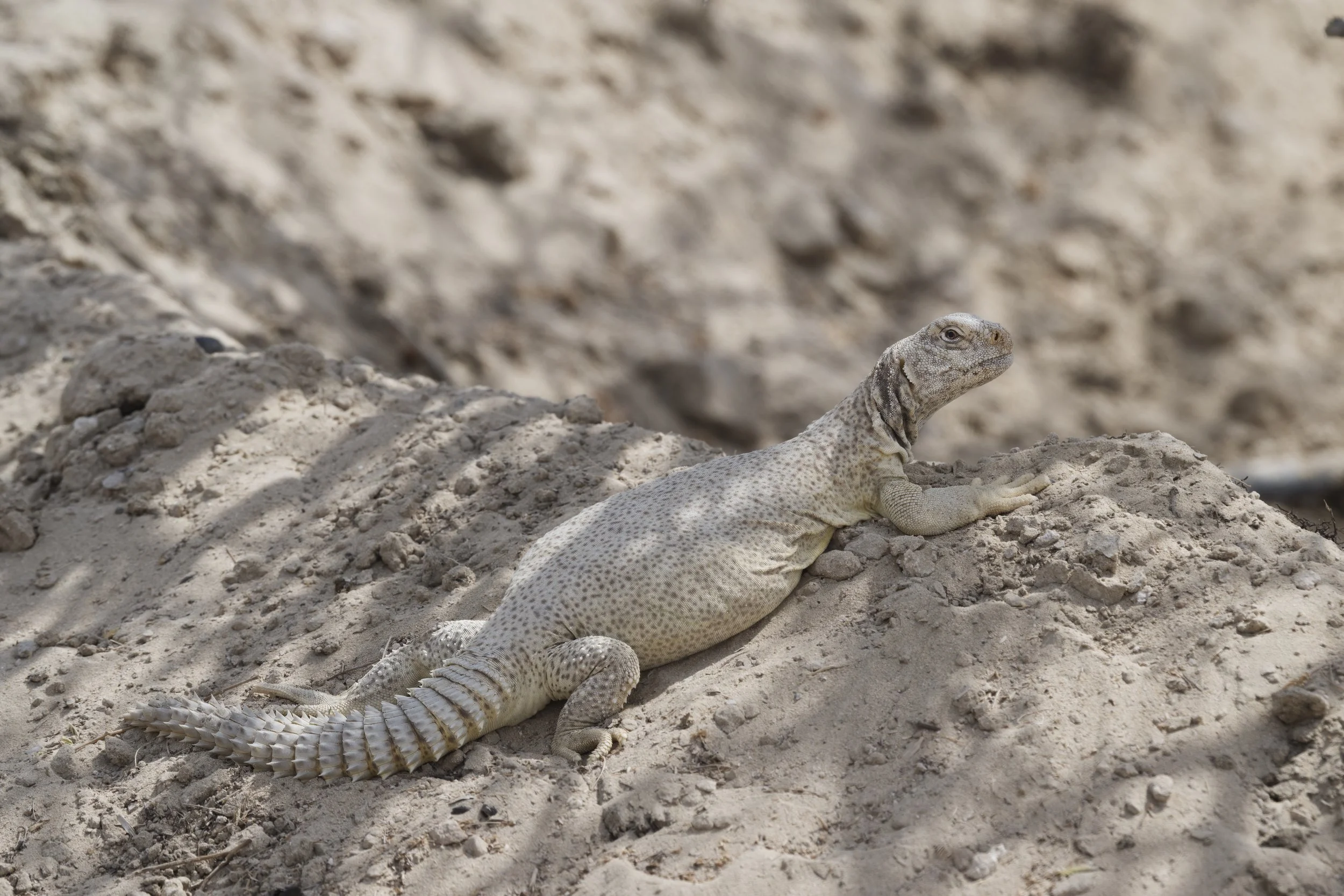 Jinsiy multfilmlar jodugar